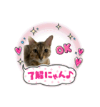 ベンガル猫のミミちゃん（個別スタンプ：29）