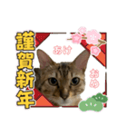 ベンガル猫のミミちゃん（個別スタンプ：31）