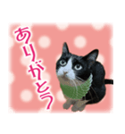 猫挨拶2（個別スタンプ：1）