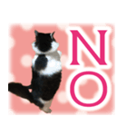 猫挨拶2（個別スタンプ：5）