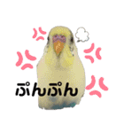 セキセイインコのモル.ナナ.ハクちゃん（個別スタンプ：29）