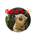いしづか家の猫ちゃんpart2（個別スタンプ：1）