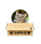 いしづか家の猫ちゃんpart2（個別スタンプ：2）