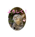 いしづか家の猫ちゃんpart2（個別スタンプ：3）