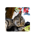 いしづか家の猫ちゃんpart2（個別スタンプ：4）