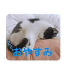 いしづか家の猫ちゃんpart2（個別スタンプ：5）
