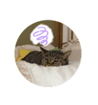 いしづか家の猫ちゃんpart2（個別スタンプ：6）