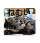 いしづか家の猫ちゃんpart2（個別スタンプ：7）
