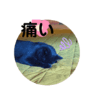 いしづか家の猫ちゃんpart2（個別スタンプ：8）