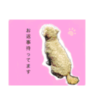 挨拶するトイプードルmomo（個別スタンプ：7）
