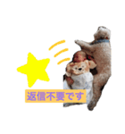 挨拶するトイプードルmomo（個別スタンプ：12）
