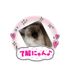 照屋家の猫（個別スタンプ：4）