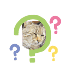 照屋家の猫（個別スタンプ：6）