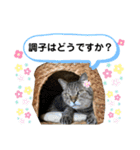 さくさく使えるさくスタンプ（個別スタンプ：1）