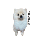 【ラム編】よく使う犬のスタンプ（個別スタンプ：4）