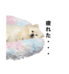 【ラム編】よく使う犬のスタンプ（個別スタンプ：5）