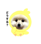 【ラム編】よく使う犬のスタンプ（個別スタンプ：8）