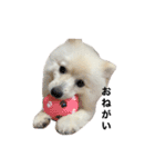 【ラム編】よく使う犬のスタンプ（個別スタンプ：10）