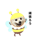 【ラム編】よく使う犬のスタンプ（個別スタンプ：13）