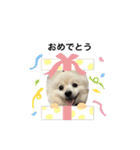 【ラム編】よく使う犬のスタンプ（個別スタンプ：16）