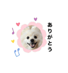 【ラム編】よく使う犬のスタンプ（個別スタンプ：17）