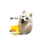 【ラム編】よく使う犬のスタンプ（個別スタンプ：22）