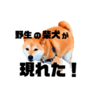 ジンくん。（個別スタンプ：1）
