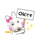 今日のこむぎ①（個別スタンプ：1）