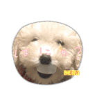 今日のこむぎ①（個別スタンプ：7）