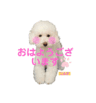 今日のこむぎ①（個別スタンプ：10）