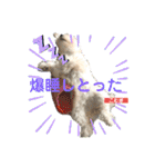今日のこむぎ①（個別スタンプ：12）