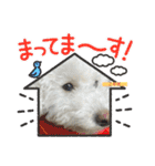 今日のこむぎ①（個別スタンプ：20）