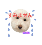 今日のこむぎ①（個別スタンプ：25）