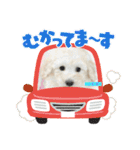 今日のこむぎ①（個別スタンプ：27）