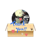 今日のこむぎ①（個別スタンプ：29）