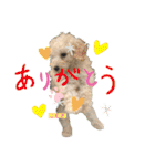 今日のこむぎ①（個別スタンプ：35）