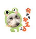 今日のこむぎ①（個別スタンプ：38）