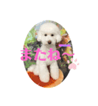 今日のこむぎ①（個別スタンプ：40）