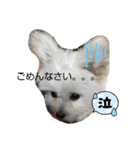 自称世界一かわいい犬（個別スタンプ：6）