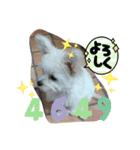 自称世界一かわいい犬（個別スタンプ：11）