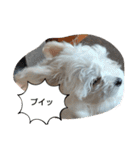 自称世界一かわいい犬（個別スタンプ：12）