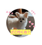 自称世界一かわいい犬（個別スタンプ：21）