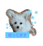 自称世界一かわいい犬（個別スタンプ：23）