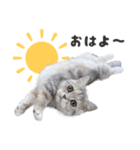 我が家のニャルソック。第1弾！（個別スタンプ：2）