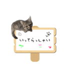 我が家のニャルソック。第1弾！（個別スタンプ：6）