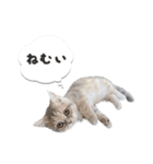 我が家のニャルソック。第1弾！（個別スタンプ：11）