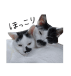 ふみふくのゆるいスタンプ（個別スタンプ：2）