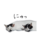 ふみふくのゆるいスタンプ（個別スタンプ：5）