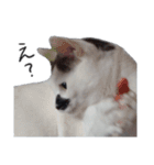 ふみふくのゆるいスタンプ（個別スタンプ：7）