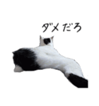 ふみふくのゆるいスタンプ（個別スタンプ：12）